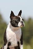 BOSTON TERRIER 266